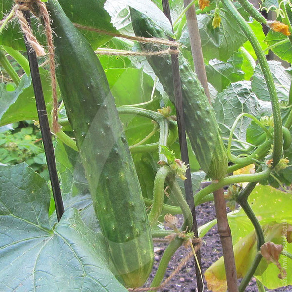Cucumber Burpless Tasty Green F1 Seeds Quality Seeds from Sow Seeds Ltd