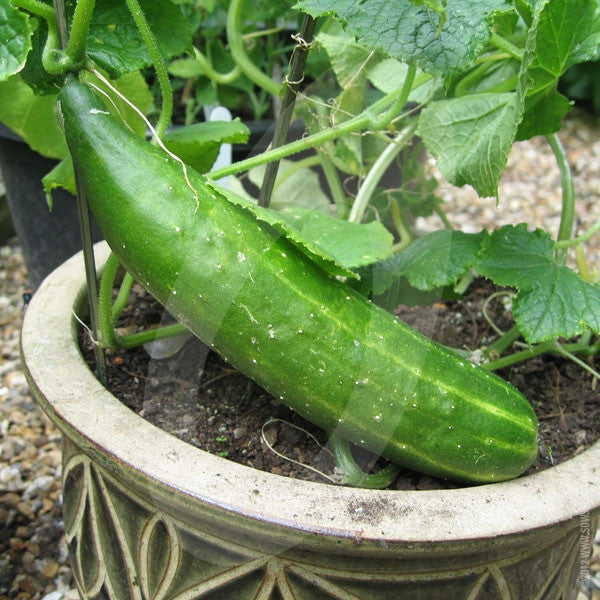 Cucumber Burpless Tasty Green F1 Seeds Quality Seeds from Sow Seeds Ltd