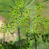 Dill Herb Seeds