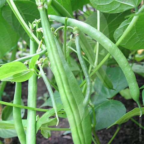 Dwarf French Bean Stanley Seeds