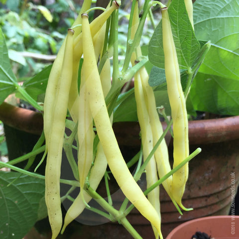 Dwarf French Bean Dior