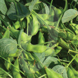 Edamame 'Green Shell' Bean Seeds