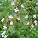 Thyme English Winter Herb Seeds