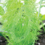 Fennel Herb Seeds