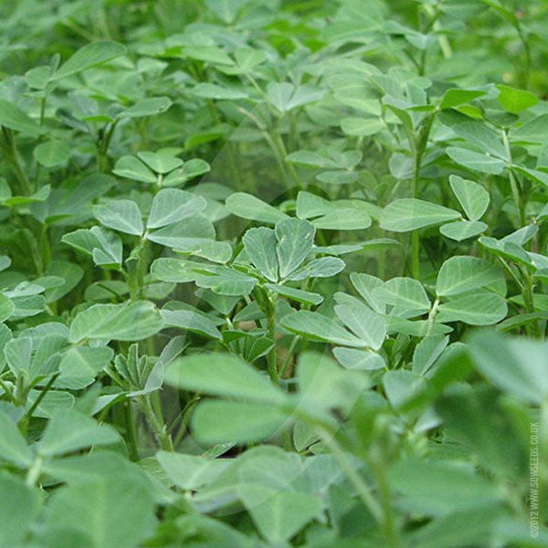 plant methi seeds Green Manure Fenugreek Seeds