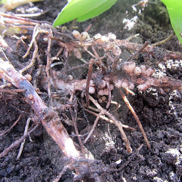 Green Manure Field Beans Seeds Quality Seeds from Sow Seeds Ltd