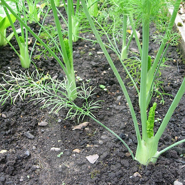 Florence Fennel Zefa Fino Seeds (AGM) Quality Seeds from Sow Seeds Ltd