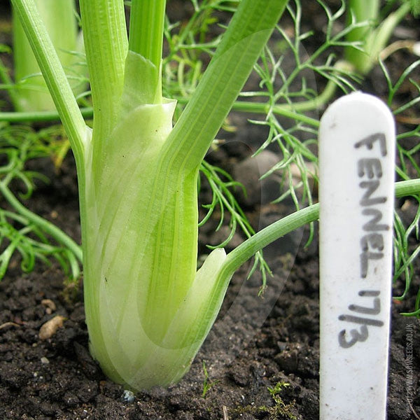 Florence Fennel Zefa Fino Seeds (AGM) Quality Seeds from Sow Seeds Ltd