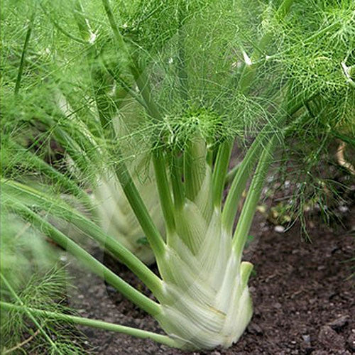 Florence Fennel Zefa Fino Seeds (AGM) Quality Seeds from Sow Seeds Ltd