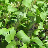 Fodder Radish Green Manure Seeds