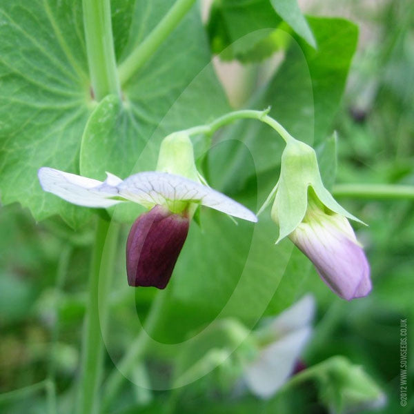 Forage Pea Green Manure Seeds