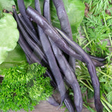 Dwarf French Bean Purple Queen Seeds