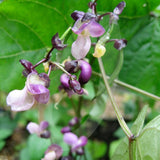 Dwarf French Bean Purple Queen Seeds