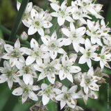 Garlic Chives Herb Seeds