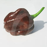 Habanero Chocolate Chilli Seeds