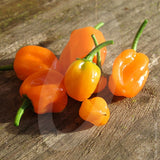 Habanero Orange Chilli Seeds