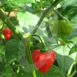 Habanero Red Chilli Seeds