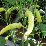 Hungarian Hot Wax Chilli Seeds (AGM)