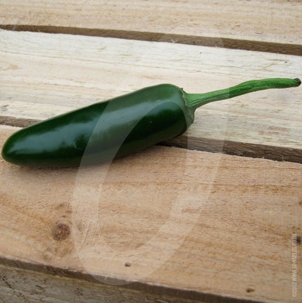 Chilli Pepper Jalapeno Seeds Quality Seeds from Sow Seeds Ltd