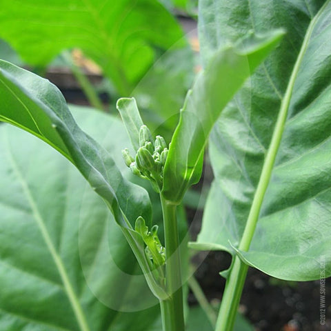 Kailan Kichi Seeds