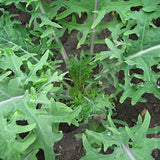 Kale Red Russian Seeds