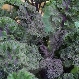 Kale Redbor F1 Seeds (AGM)