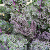 Kale Redbor F1 Seeds (AGM)