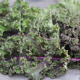 Kale Redbor F1 Seeds (AGM)