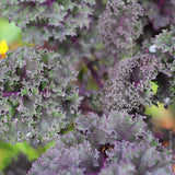 Kale Redbor F1 Seeds (AGM)