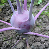 Kohl Rabi Ballot Seeds