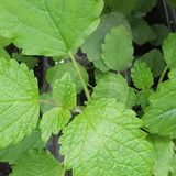 Lemon Balm Herb Seeds