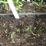 Lemongrass Herb Seeds