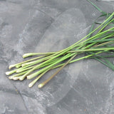 Lemongrass Herb Seeds