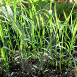 Lemongrass Herb Seeds