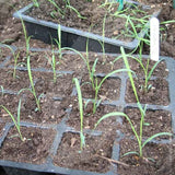 Lemongrass Herb Seeds