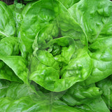 Lettuce All Year Round Seeds