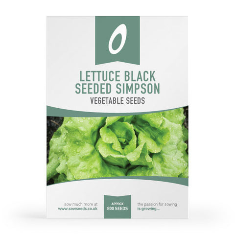 Lettuce Black Seeded Simpson (Oak leaf) Seeds