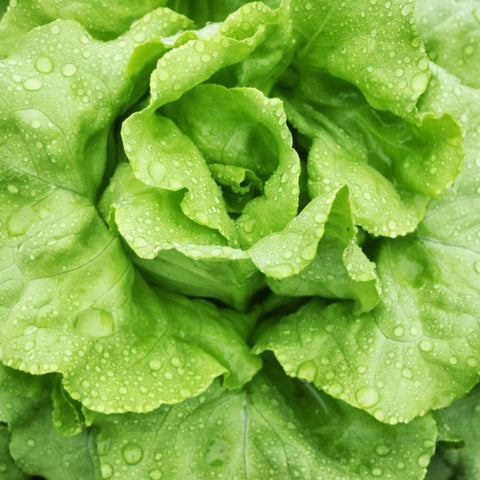 Lettuce Black Seeded Simpson Seeds