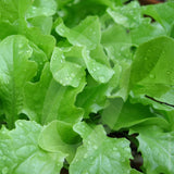 Lettuce Green Salad Bowl Seeds