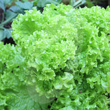 Lettuce Kriska Seeds