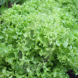 Lettuce Kriska Seeds