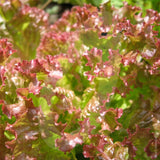 Lettuce Lollo Rossa Seeds