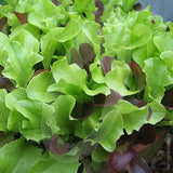 Lettuce Mixed Baby Leaf Seeds