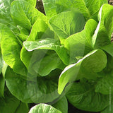 Lettuce Winter Density Seeds
