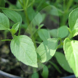Basil Lime Herb Seeds