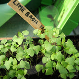 Basil Lime Herb Seeds
