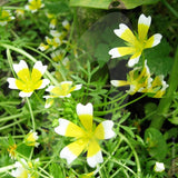 Limnanthes douglasii Seeds