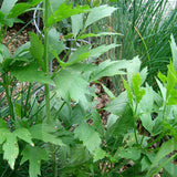 Lovage Herb Seeds