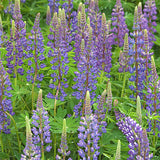 Lupins Green Manure Seeds