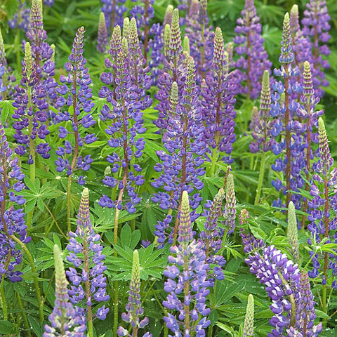 Green Manure Lupins Seeds